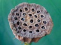 Dried lotus pods in the detail photo Royalty Free Stock Photo