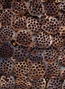 Dried lotus pods on a flat panel