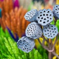 Dried lotus pods gray red yellow green flowers nature outdoor Royalty Free Stock Photo