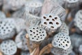 Dried lotus pods gray red yellow green flowers nature outdoor Royalty Free Stock Photo