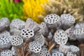 Dried lotus pods gray red yellow green flowers nature outdoor Royalty Free Stock Photo