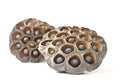 Dried Lotus Seed Pod Royalty Free Stock Photo