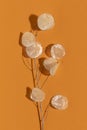 Dried lunaria annua on orange background Royalty Free Stock Photo