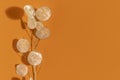 Dried lunaria annua on orange background Royalty Free Stock Photo