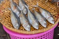 Dried mackerel fish on bamboo threshing basket