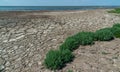 Dried macrophyte algae on the sandy shore of the salty Tuzla estuary Royalty Free Stock Photo