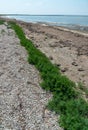 Dried macrophyte algae on the sandy shore of the salty Tuzla estuary Royalty Free Stock Photo
