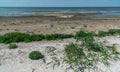 Dried macrophyte algae on the sandy shore of the salty Tuzla estuary Royalty Free Stock Photo