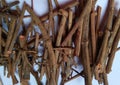 Dried Madder Root also known as Rubia tinctorum or cordifolia or Common madder or Dyers madder