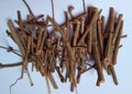 Dried Madder Root also known as Rubia tinctorum or cordifolia or Common madder or Dyers madder