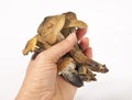 Dried magic mushrooms psilocybe cubensis