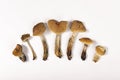 Dried magic mushrooms psilocybe cubensis Royalty Free Stock Photo
