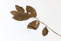 Dried magnolia leaves