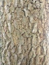 dried mahogany tree bark in the hot sun Royalty Free Stock Photo