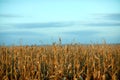 Dried maize plants ready for the fall harvest Royalty Free Stock Photo