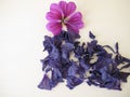 Dried mallow flowers and a fresh flower