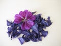 Dried mallow flowers and a fresh flower