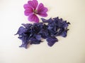 Dried mallow flowers and a fresh flower