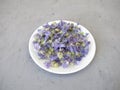 Dried mallow flowers on a small plate Royalty Free Stock Photo