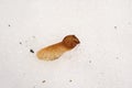 Dried mapel seed in the snow, natural light