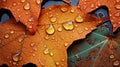 The Dried Maple Leaf Close Up