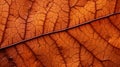 The Dried Maple Leaf Close Up