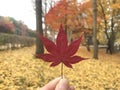Maple leaves - Autumn Royalty Free Stock Photo