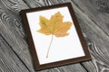 A dried maple leaf in a photo frame. On brushed pine boards painted black and white Royalty Free Stock Photo