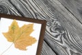 A dried maple leaf in a photo frame. On brushed pine boards painted black and white Royalty Free Stock Photo