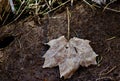 A dried maple leaf returning to earth Stowell Pennsylvania Royalty Free Stock Photo