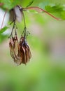 Dried maple leaf seeds hanging from branch Royalty Free Stock Photo