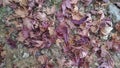 Dried maple leave on the ground Royalty Free Stock Photo