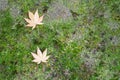 Dried maple leaves on green ground, Falling autumn leaves in the garden with copy space for text, natural background for season Royalty Free Stock Photo