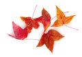 Dried maple leaves isolated over white background