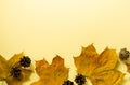 Dried maple leaves with pine cones Royalty Free Stock Photo