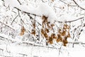 dried maple seeds on branch in snowy forest Royalty Free Stock Photo