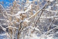dried maple seeds on branch in sunny winter day Royalty Free Stock Photo