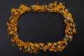 Dried marigold calendula oficinalis plants, frame