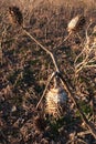 Dried mature plant of common hallucinogen Jimsonweed, latin name Datura stramonium, with field of other Jimsonweed plants