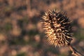 Dried mature spiky pod seed of Jimsonweed plant, latin name Datura Stramonium, common hallucinogen and deliriant.