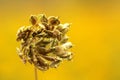 Dried meadow flower Royalty Free Stock Photo