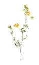 Dried meadow flowers on white background