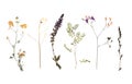Dried meadow flowers on white background