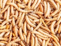 Dried mealworm close up Royalty Free Stock Photo