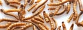 Dried Mealworms the new super human food on white background Royalty Free Stock Photo