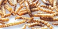 Dried Mealworms the new super human food on white background Royalty Free Stock Photo