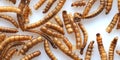 Dried Mealworms the new super human food on white background Royalty Free Stock Photo