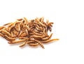 Dried Mealworms the new super human food on white background Royalty Free Stock Photo