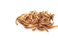 Dried Mealworms the new super human food on white background Royalty Free Stock Photo