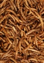 Dried mealworms wild bird food background Royalty Free Stock Photo